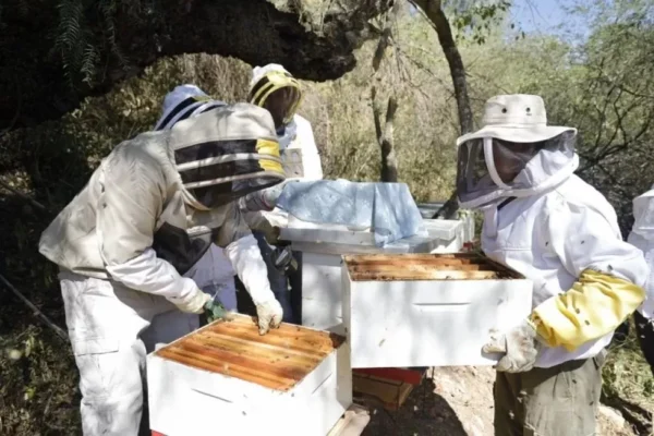 Tarija: Comunarios de Sella Cercado sacan primera cosecha de miel
