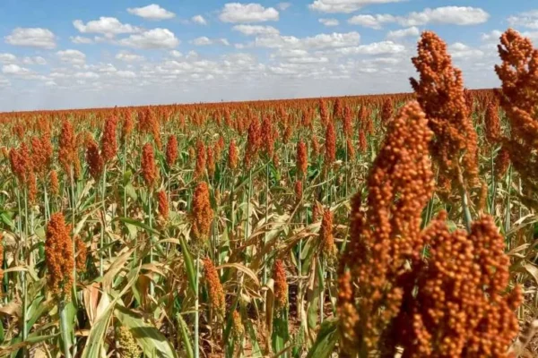 Sube la producción de sorgo destinado a etanol y proyectan producción de 1 millón de toneladas