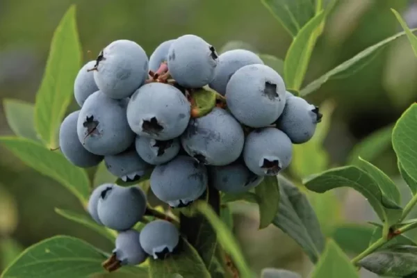 Recambio varietal: la búsqueda de la industria de arándanos chilena por mejorar la calidad