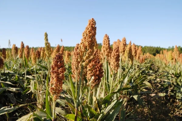 México: Promueven sorgo como alternativa para agricultores
