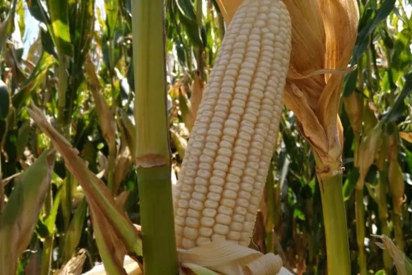 México: Gobierno prevé que producción de maíz blanco caiga 10% por sequía