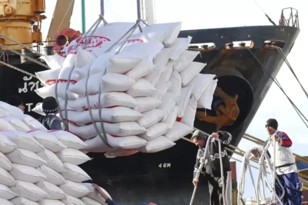 Uruguay. Pérdida por desgrane de arroz debido a exceso de lluvias e inundaciones equivale a dos buques: US$ 30 millones
