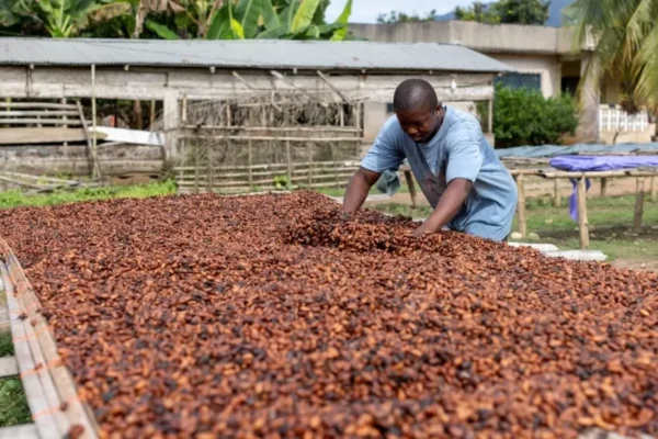 Ghana espera que la cosecha de cacao se pueda recuperar en la próxima temporada