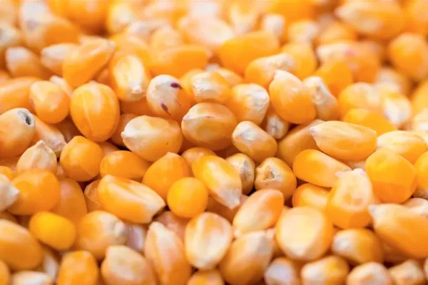 Productores piden que Emapa baje el precio del maíz a Bs 60