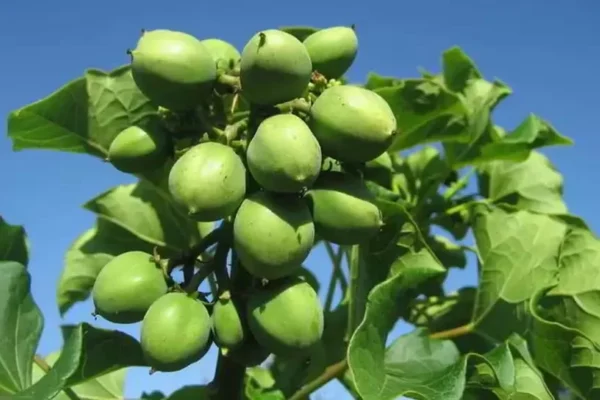 Argentina. Jatropha curcas: el arbusto que promete revolucionar los biocombustibles