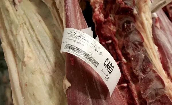 Utilizan inteligencia artificial para respaldar la trazabilidad de la carne de vacuno