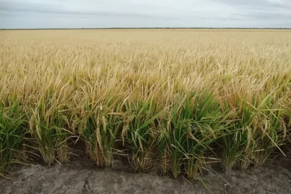 Área con arroz en Uruguay puede crecer más del 15% con base en factores que estimulan a los agricultores