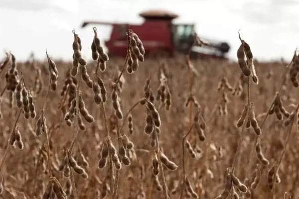 Los agricultores europeos temen quedarse sin soja brasileña para su ganado