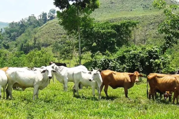 Trabajan en una producción agropecuaria regenerativa
