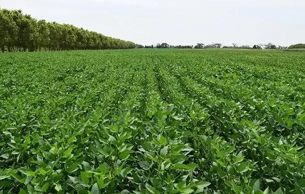 Productores esperan abrir mercados y tecnología con Brasil