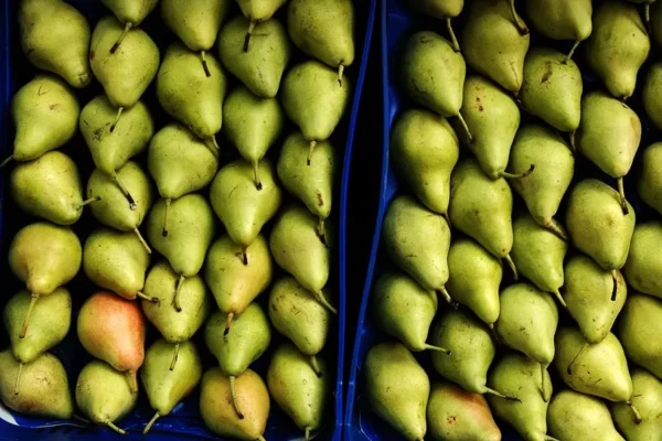 Luces y sombras de un verano aún suave: mejora la producción de fruta pero cae su consumo
