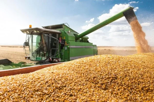 Argentina: Cuáles son los daños que causó la helada en las cosechas de trigo, maíz y soja