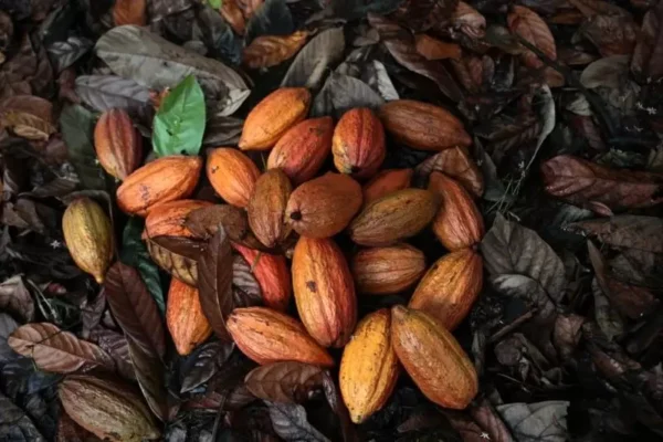 Descubrieron tres especies provenientes del cacao en el noroccidente del Amazonas