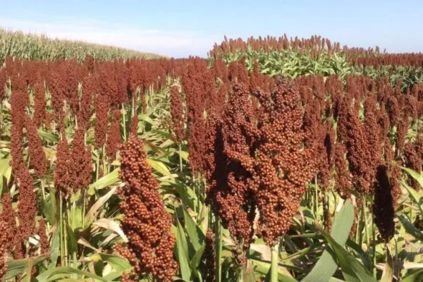 El déficit de maíz que demandan pecuarios no podrá ser cubierto por el sorgo ante la caída de producción, advierte Anapo