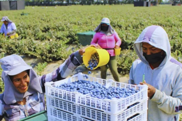 Exportaciones de arándanos peruanos aumentaron en 41,5% a agosto