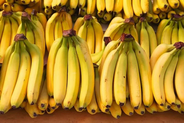 Exportaciones ecuatorianas de banano alcanzaron las 244.10 millones de cajas entre enero y agosto