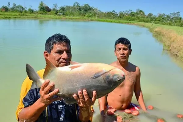 Cae 15% la producción de pescado en Chapare por tres factores