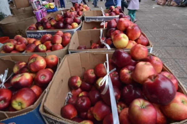 Santa Cruz: Granizada dañó el 80% de los cultivos de manzana en Mairana
