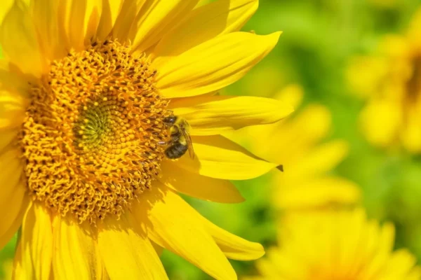 Modelo sustentable. Abejas y girasol, una alianza que aumenta la rentabilidad por hectárea