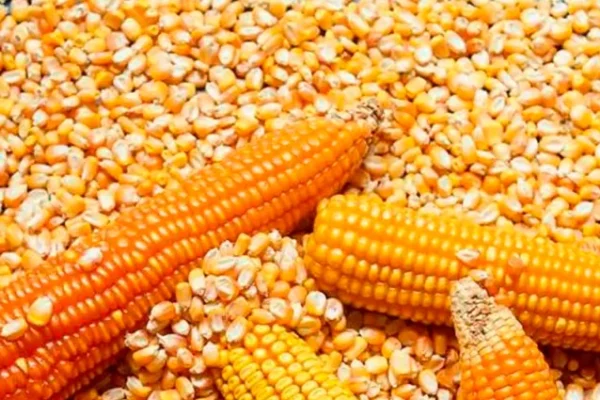 Escasez de maíz pone en riesgo producción de proteína animal