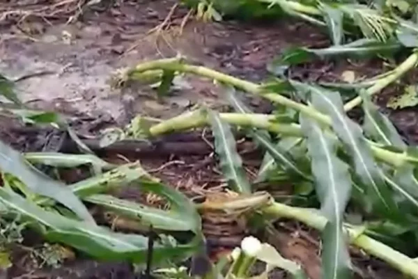 Vientos huracanados dañan plantaciones de banano, palmito, yuca y maíz en el trópico de Cochabamba
