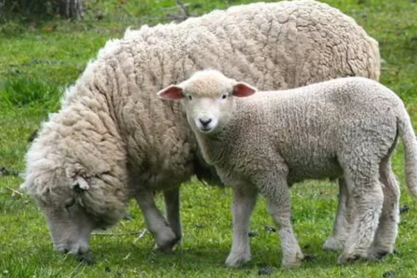 Uruguay: Crece el consumo de carne ovina y buscan apuntalarlo más allá de la época navideña