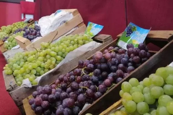 Vitivinícolas de Tarija esperan una producción de 2.5 millones de toneladas de uvas