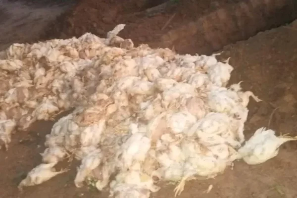 Reportan mortandad d 15.000 pollos por falta de combustible
