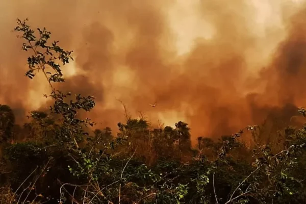 REDESCA de la CIDH evaluará impactos de incendios forestales en Bolivia