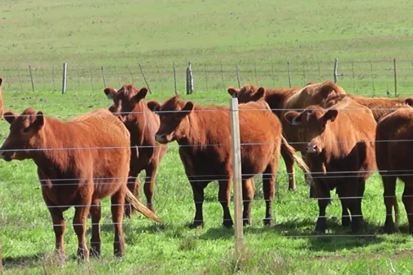 Novillo Mercosur: aumentos más fuertes en Brasil y en la Argentina