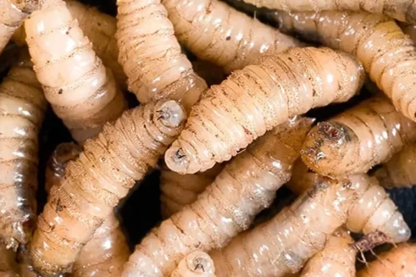Preocupación en el mercado cárnico mexicano ante la aparición del gusano barrenador en Chiapas