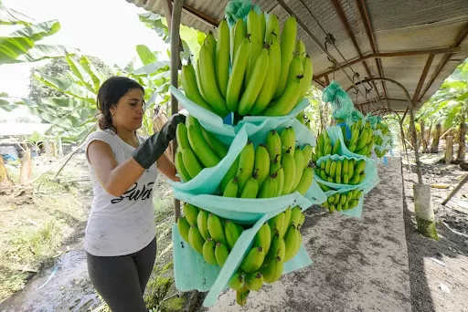 Las exportaciones de banano de Ecuador muestran recuperación
