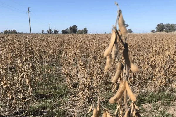 Hay 100.000 hectáreas de soya en riesgo que aún no fueron cosechadas, reportan productores