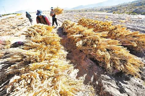 Oruro almacena 30.000 t de quinua por caída de precios