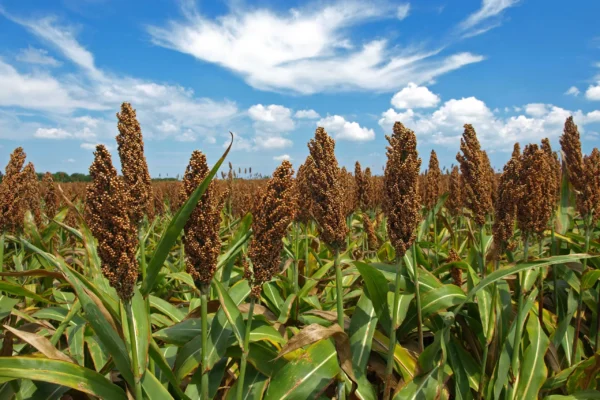 Brasil espera incrementar sus exportaciones de sorgo a China a partir de 2025