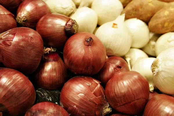 Fenómeno: la cebolla vive un cambio inédito en una de las mejores zonas del mundo para cultivarla