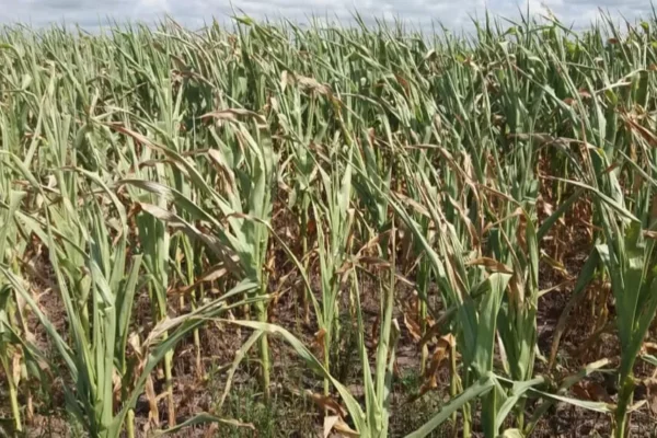 Argentina: La soja y el maíz están complicados por la falta de agua en la zona núcleo