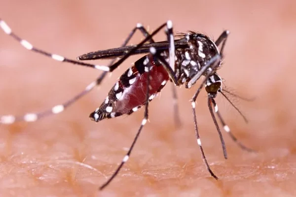 Argentina: El dengue tiene un nuevo enemigo y es la piel de maní
