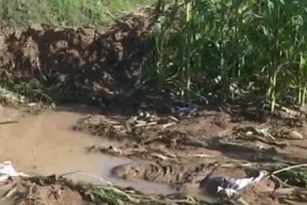 Reportan 50 hectáreas de maíz afectadas por inundaciones en Kjochi Lázaro