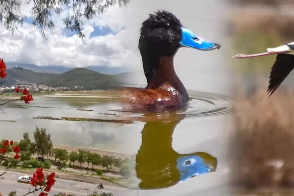 Lluvias: Alalay vuelve a la vida y hoy es el hogar de 35 especies de aves acuáticas