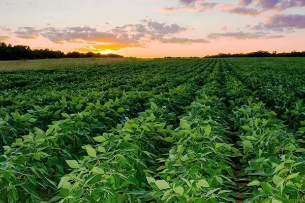 Productores piden diésel oportuno para controlar los cultivos