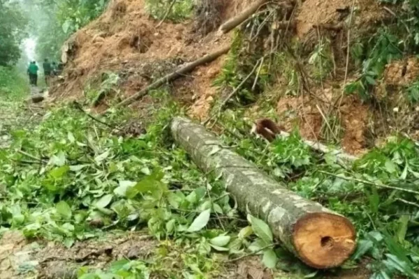La Paz: Lluvias dejan una carretera destruida y cultivos de coca, café y palta perdidos en Caranavi, señalan pobladores