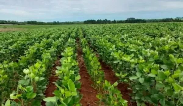 Crecen pedidos por diésel para encarar cosecha de verano