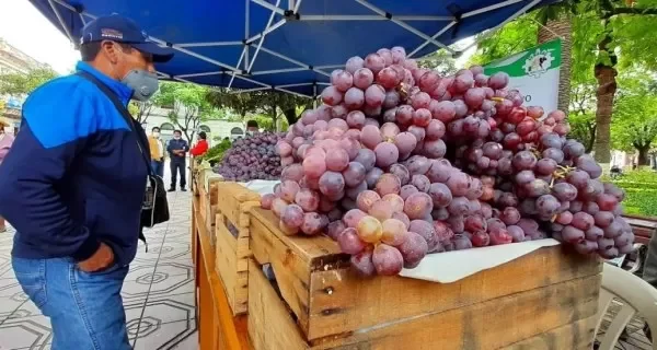 La cosecha de uva en Tarija moviliza más de 100 millones de bolivianos