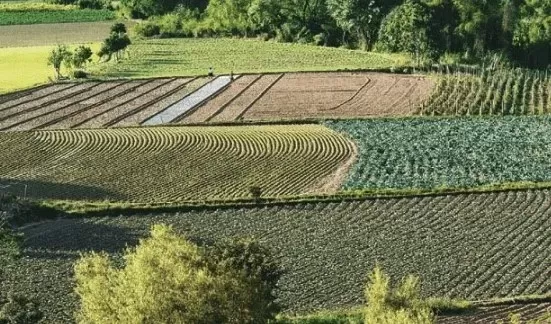 Productores de valles cruceños golpeados por escasez de dólares