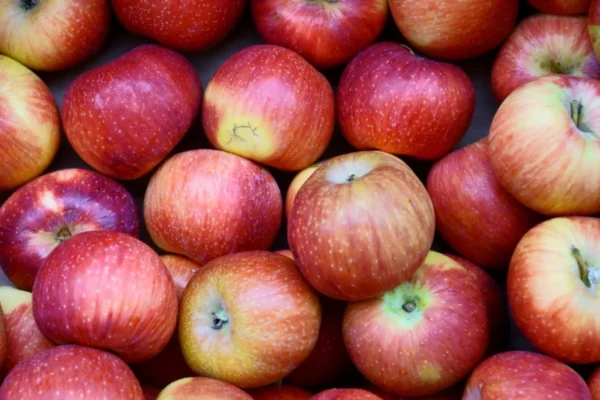 Producción de manzanas en el hemisferio sur crecerá un 5,5%