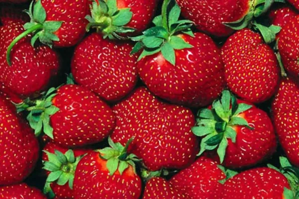 Paraguay: Cosecha de frutillas arrancaría en mayo gracias a buena producción