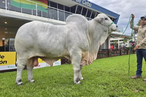 Abren la posibilidad de exportar carne a Chile a dos meses del veto impuesto por el Gobierno