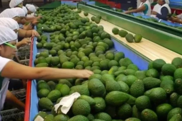 La palta fue el principal producto exportado por Perú a Europa en 2024
