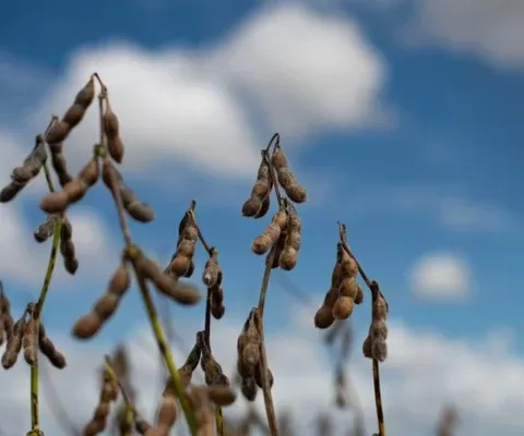 Uruguay autorizó la siembra de soya modificada genéticamente del grupo Dabeinong